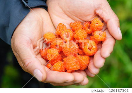 Hands picking wild raspberry in high altitude forest 126187501