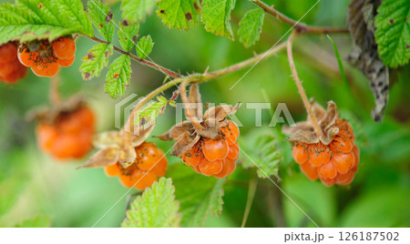 Wild raspberry in high altitude forest 126187502