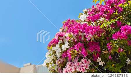 赤、白、黄色。花咲く小道は五月晴れ 赤、白、黄色。花咲く小道は五月晴れ 126187558