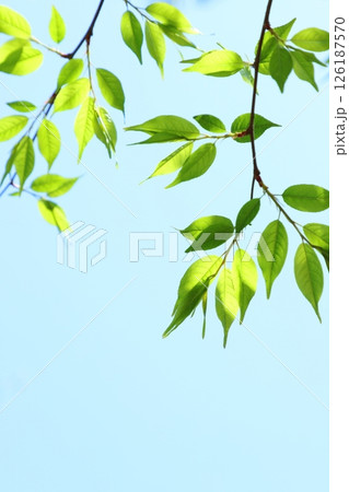 色鮮やかな新緑の葉のクローズアップ 【青空背景】 【空背景】 126187570