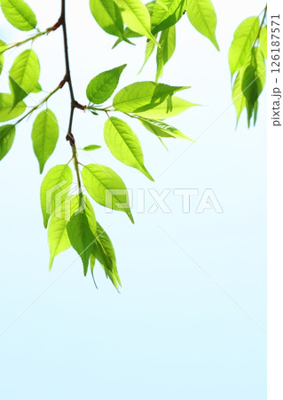 色鮮やかな新緑の葉のクローズアップ 【青空背景】 【空背景】 126187571