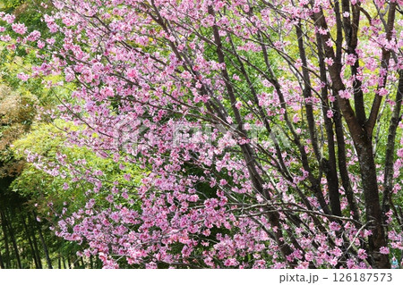 満開のオオヤマザクラ 126187573