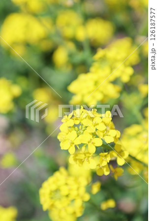 春の日差しを浴びて咲く菜の花 春の日差しを浴びて咲く菜の花 126187577