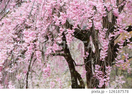 ピンクの八重紅枝垂れ桜 ピンクの八重紅枝垂れ桜 126187578