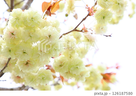 満開の八重桜(須磨浦普賢象)のクローズアップ 【白背景】 【空背景】 満開の八重桜(須磨浦普賢象)のクローズアップ 【白背景】 【空背景】 126187580