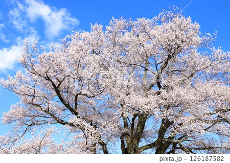 青空に映える長野県飯田市の安富桜（長姫のエドヒガン） 【青空背景】 【満開】 126187582