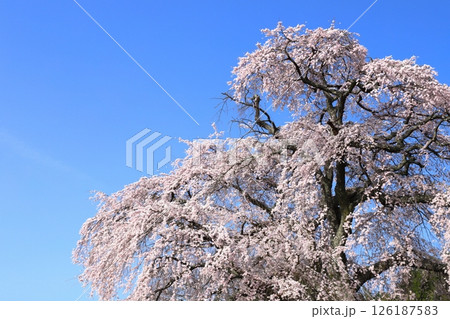 青空に映える長野県飯田市 麻績の里 石塚桜 【青空背景】 青空に映える長野県飯田市 麻績の里 石塚桜 【青空背景】 126187583