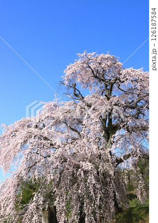 青空に映える長野県飯田市 麻績の里 石塚桜 【青空背景】 126187584