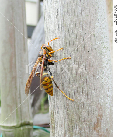 巣材を集めるセグロアシナガバチ 巣材を集めるセグロアシナガバチ 126187639