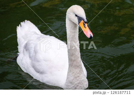 A graceful white swan swimming on a lake with dark water. The white swan is reflected in the water A graceful white swan swimming on a lake with dark water. The white swan is reflected in the water 126187711