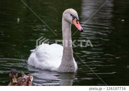A graceful white swan swimming on a lake with dark water. The white swan is reflected in the water A graceful white swan swimming on a lake with dark water. The white swan is reflected in the water 126187716