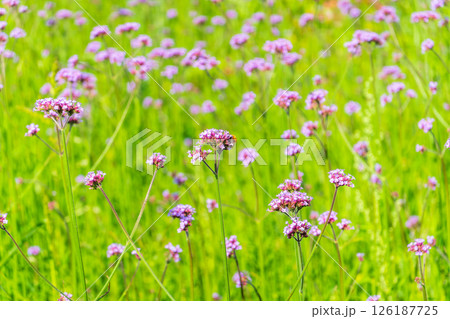 Verbena bonariensis flowers, Argentinian Vervain or Purpletop Vervain, Clustertop Vervain, Tall Verbena, Pretty Verbena, in garden 126187725