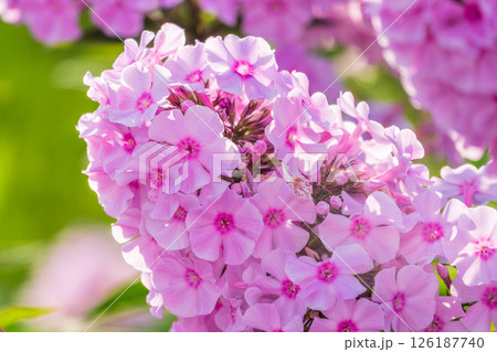 Pink phlox flowers. Phlox paniculata. Flowering herbaceous plants. Blooming phlox paniculata in the garden 126187740