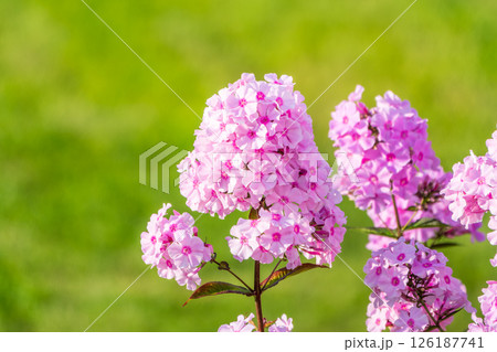 Pink phlox flowers. Phlox paniculata. Flowering herbaceous plants. Blooming phlox paniculata in the garden Pink phlox flowers. Phlox paniculata. Flowering herbaceous plants. Blooming phlox paniculata in the garden 126187741