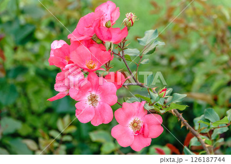 Close-up of a pink rose on green background 126187744