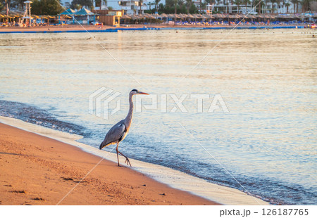 Gray heron fishing on the beach of the Red Sea. Naama Bay beach, Sharm El Sheikh, Egypt Gray heron fishing on the beach of the Red Sea. Naama Bay beach, Sharm El Sheikh, Egypt 126187765