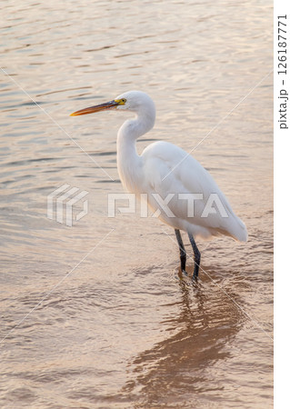 Great egret (Ardea alba), a medium-sized white heron fishing on the sea beach 126187771