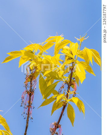 Acer negundo, Box elder, boxelder, ash-leaved and maple ash, Manitoba, elf, ashleaf maple male inflorescences and flowers on branch outdoor. 126187797
