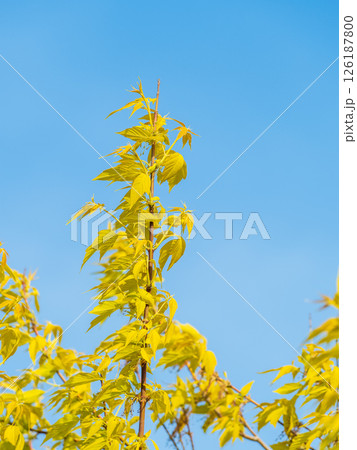 Acer negundo, Box elder, boxelder, ash-leaved and maple ash, Manitoba, elf, ashleaf maple male inflorescences and flowers on branch outdoor. 126187800