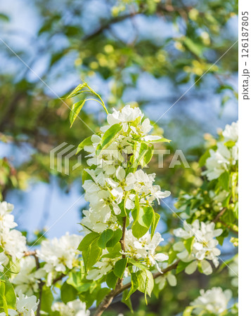 White blossoming apple trees. White apple tree flowers 126187805