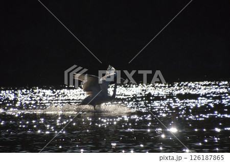 離水する白鳥（植松橋 西側･荒川河畔／埼玉県深谷市） 126187865