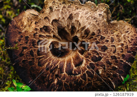 Wild sarcodon imbricatus,edible mushroom in forest of China 126187919