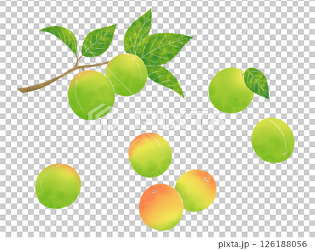 Plum fruit and branches Plum fruit and branches 126188056