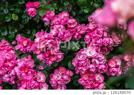 カラフルな薔薇の花 カラフルな薔薇の花 126188070