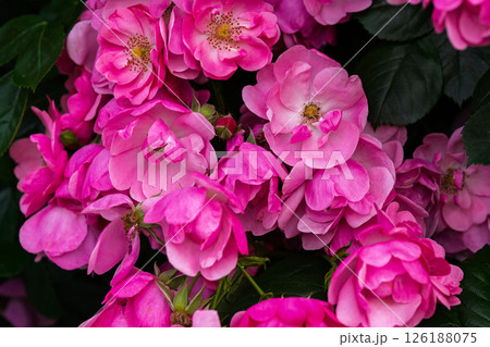 カラフルな薔薇の花 126188075
