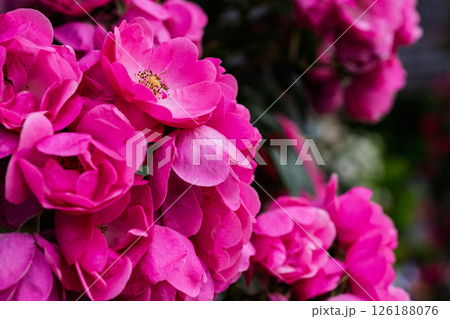 カラフルな薔薇の花 126188076