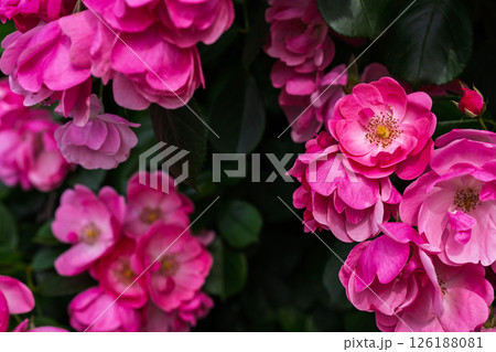 カラフルな薔薇の花 126188081
