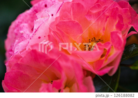 カラフルな薔薇の花 126188082