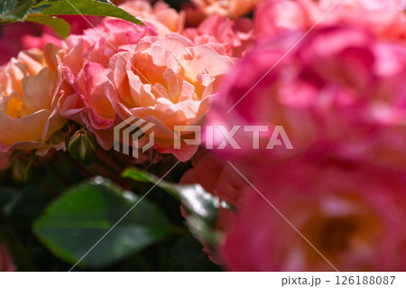 カラフルな薔薇の花 126188087