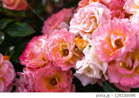 カラフルな薔薇の花 126188096