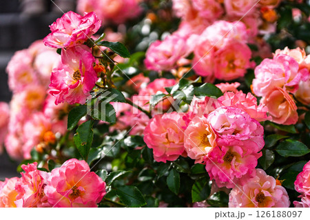 カラフルな薔薇の花 126188097