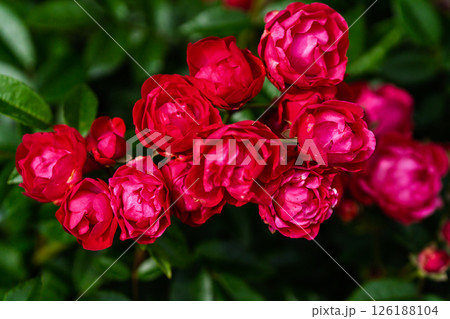カラフルな薔薇の花 カラフルな薔薇の花 126188104