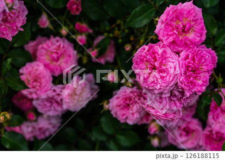 カラフルな薔薇の花 126188115