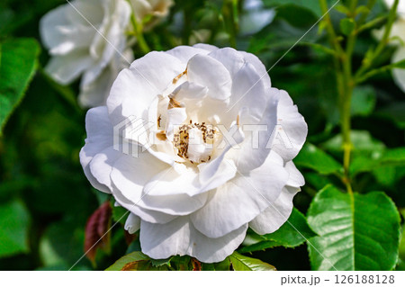 カラフルな薔薇の花 126188128