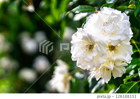 カラフルな薔薇の花 126188131