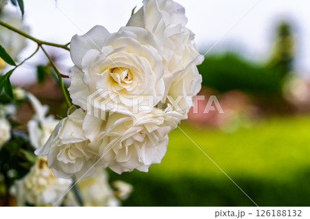 カラフルな薔薇の花 126188132