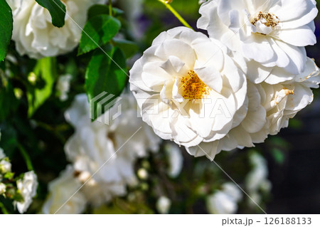 カラフルな薔薇の花 カラフルな薔薇の花 126188133