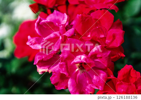 カラフルな薔薇の花 カラフルな薔薇の花 126188136