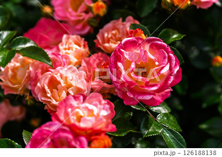 カラフルな薔薇の花 126188138