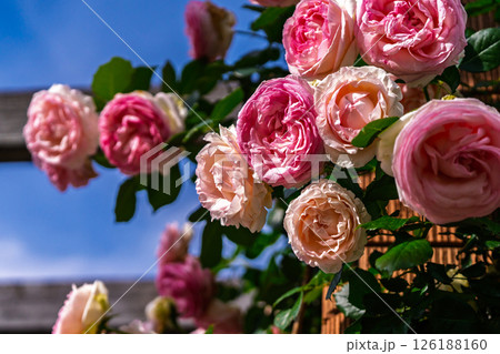 カラフルな薔薇の花 126188160