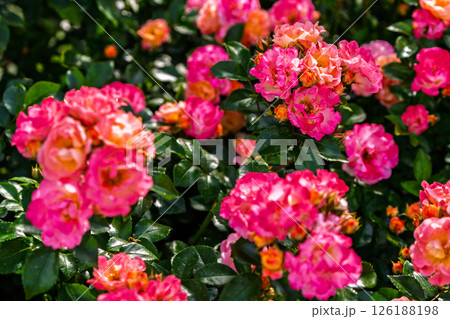 カラフルな薔薇の花 126188198