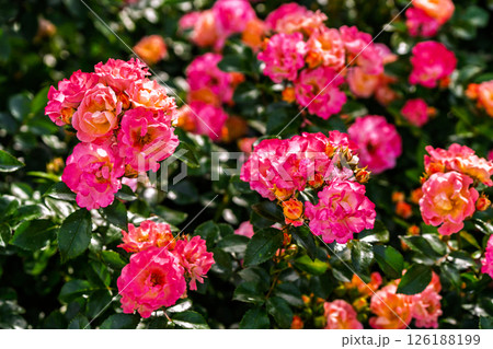 カラフルな薔薇の花 カラフルな薔薇の花 126188199