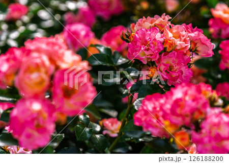 カラフルな薔薇の花 カラフルな薔薇の花 126188200