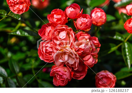カラフルな薔薇の花 126188237