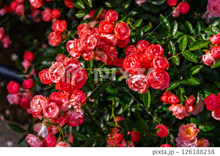 カラフルな薔薇の花 カラフルな薔薇の花 126188238