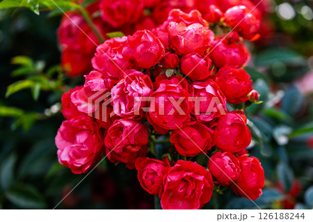 カラフルな薔薇の花 126188244